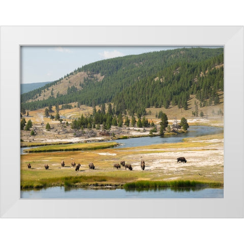Wyoming- Yellowstone National Park. Bison herd and Firehole River White Modern Wood Framed Art Print by Wild, Jamie and Judy