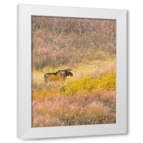 Wyoming- Grand Teton National Park. Willow Flats- bull moose White Modern Wood Framed Art Print by Wild, Jamie and Judy