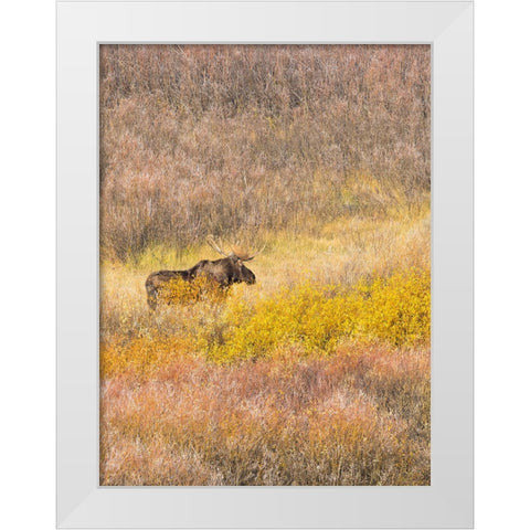 Wyoming- Grand Teton National Park. Willow Flats- bull moose White Modern Wood Framed Art Print by Wild, Jamie and Judy