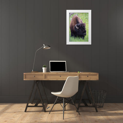 Wyoming Bison grazing-Yellowstone National Park White Modern Wood Framed Art Print by Zimmerman, Judith
