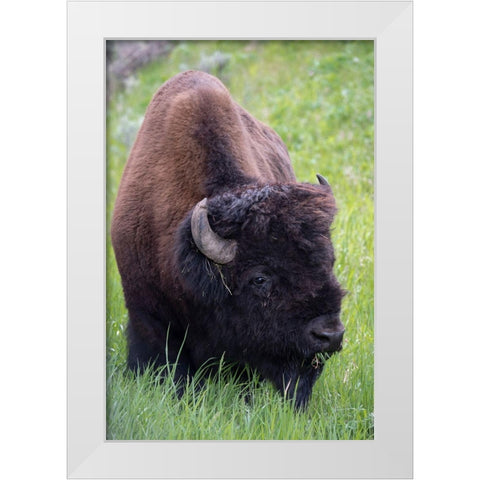 Wyoming Bison grazing-Yellowstone National Park White Modern Wood Framed Art Print by Zimmerman, Judith