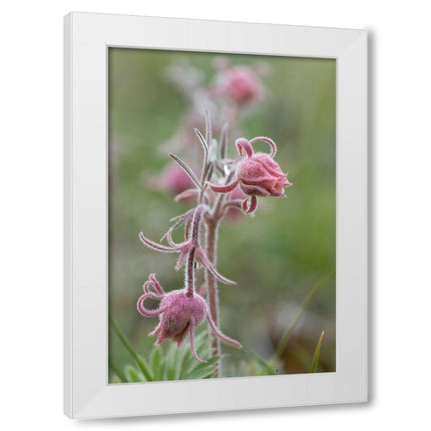 Wyoming Prairie Smoke-Yellowstone National Park White Modern Wood Framed Art Print by Zimmerman, Judith