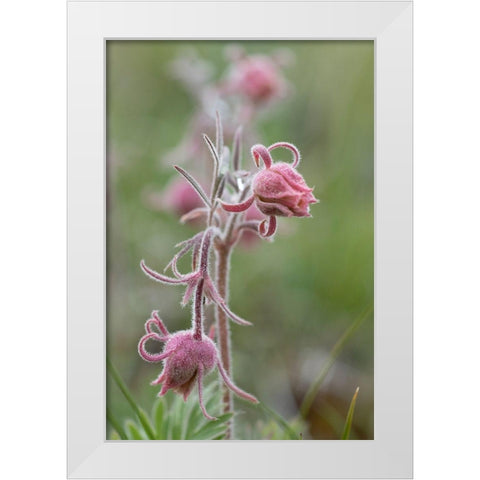 Wyoming Prairie Smoke-Yellowstone National Park White Modern Wood Framed Art Print by Zimmerman, Judith