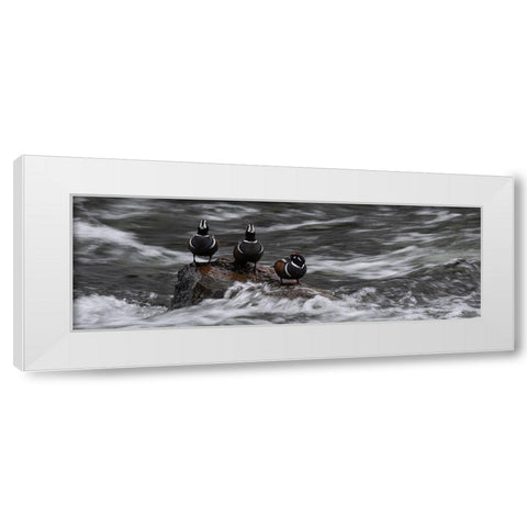 Wyoming Harlequin ducks-La Grange Cascade-Yellowstone National Park White Modern Wood Framed Art Print by Zimmerman, Judith