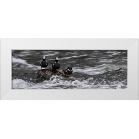 Wyoming Harlequin ducks-La Grange Cascade-Yellowstone National Park White Modern Wood Framed Art Print by Zimmerman, Judith