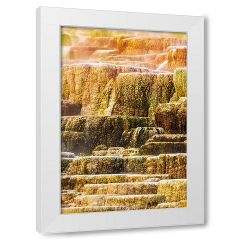 Travertine terraces at Minerva Spring-Mammoth Hot Springs-Yellowstone National Park-Wyoming-USA White Modern Wood Framed Art Print by Bishop, Russ