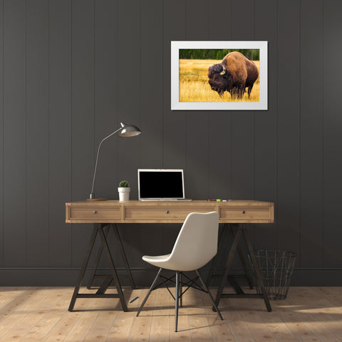 Bison-Yellowstone National Park-Wyoming-USA White Modern Wood Framed Art Print by Bishop, Russ