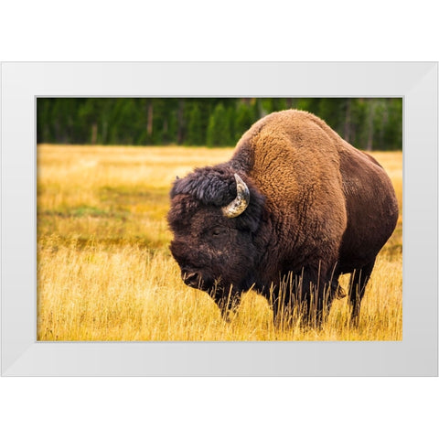 Bison-Yellowstone National Park-Wyoming-USA White Modern Wood Framed Art Print by Bishop, Russ