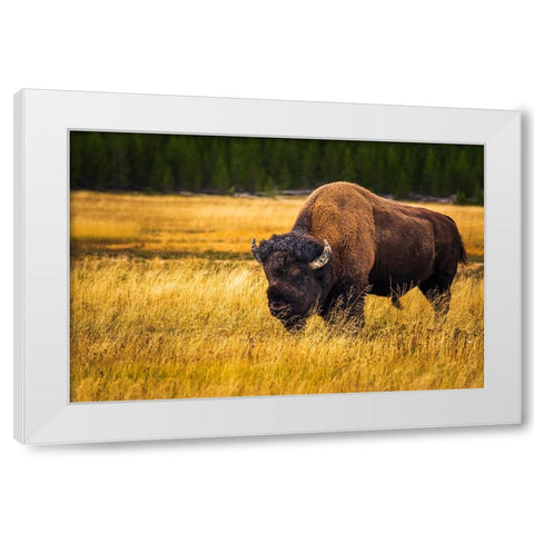 Bison-Yellowstone National Park-Wyoming-USA White Modern Wood Framed Art Print by Bishop, Russ