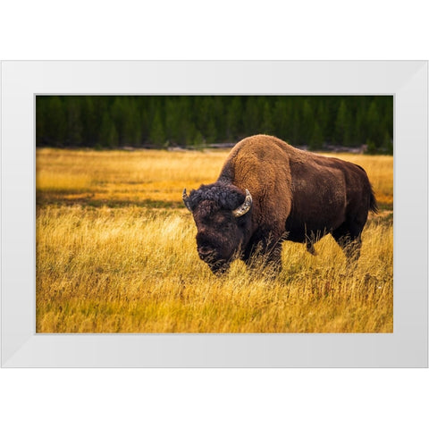 Bison-Yellowstone National Park-Wyoming-USA White Modern Wood Framed Art Print by Bishop, Russ