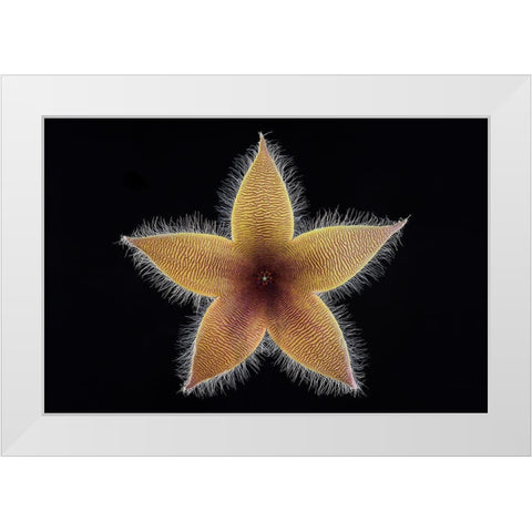 Stapelia Grandiflora White Modern Wood Framed Art Print by Mozqueda, Victor