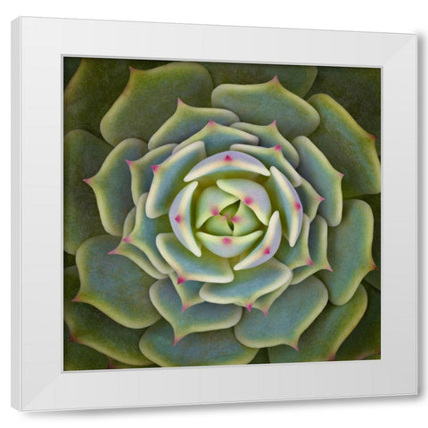 Echeveria Ben Badis White Modern Wood Framed Art Print by Mozqueda, Victor