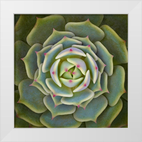 Echeveria Ben Badis White Modern Wood Framed Art Print by Mozqueda, Victor