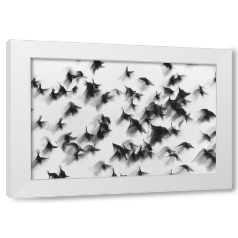 Birds White Modern Wood Framed Art Print by Yushina, Marina