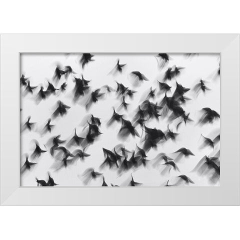 Birds White Modern Wood Framed Art Print by Yushina, Marina