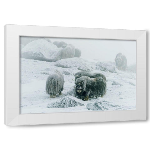 Musk Ox-Between The Fog And Frost White Modern Wood Framed Art Print by Damico, Giuseppe