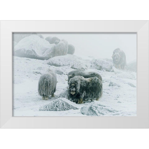 Musk Ox-Between The Fog And Frost White Modern Wood Framed Art Print by Damico, Giuseppe