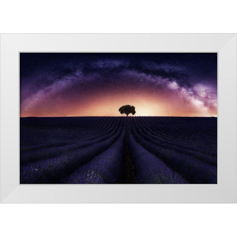 My Lavander White Modern Wood Framed Art Print by Ruiz Dueso, Jorge