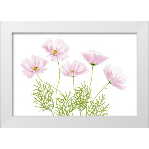 Cosmos Cupcake White Modern Wood Framed Art Print by Disher, Mandy
