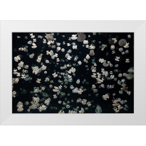 Just Some Jellies White Modern Wood Framed Art Print by Graf, Sebastian