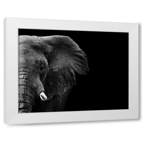 Elephant White Modern Wood Framed Art Print by WildPhotoArt