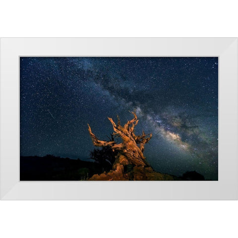 The Galaxy And Ancient Bristlecone Pine White Modern Wood Framed Art Print by Hua