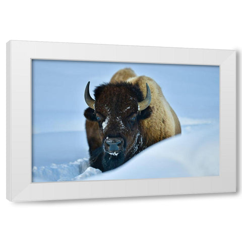 Winter Bison White Modern Wood Framed Art Print by Suradji, Surjanto
