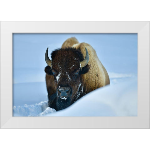 Winter Bison White Modern Wood Framed Art Print by Suradji, Surjanto