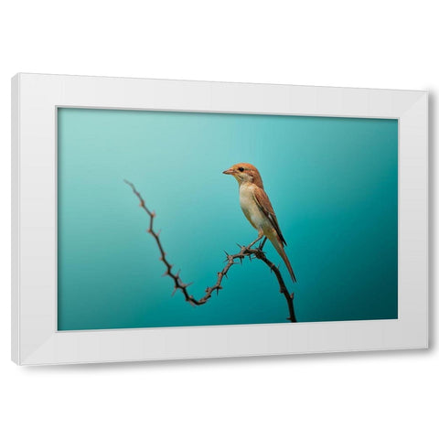 Red Tailed Shrike! White Modern Wood Framed Art Print by Pezeshki, Sina