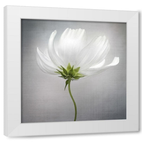 Cosmos *** White Modern Wood Framed Art Print by Disher, Mandy