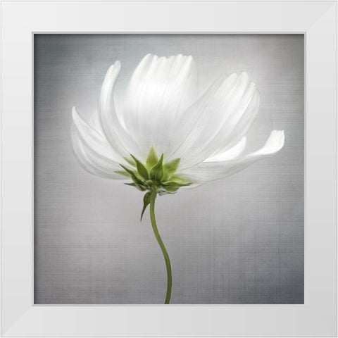 Cosmos *** White Modern Wood Framed Art Print by Disher, Mandy