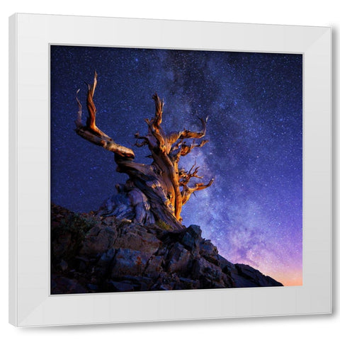 The Ancient Tree White Modern Wood Framed Art Print by Suradji, Surjanto