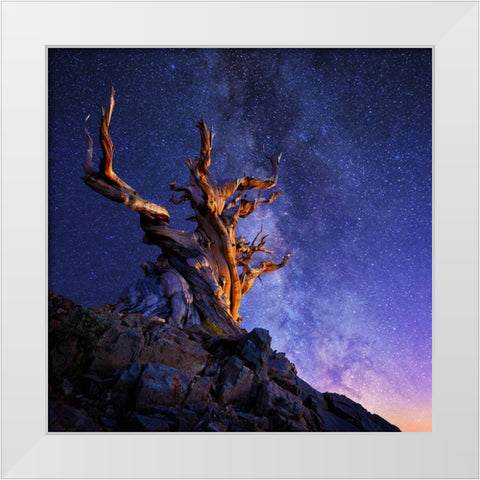 The Ancient Tree White Modern Wood Framed Art Print by Suradji, Surjanto