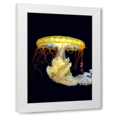 *** White Modern Wood Framed Art Print by Fyb