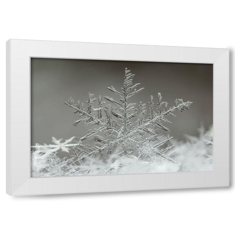 Snowflake White Modern Wood Framed Art Print by Naidandorj, Tsolmon