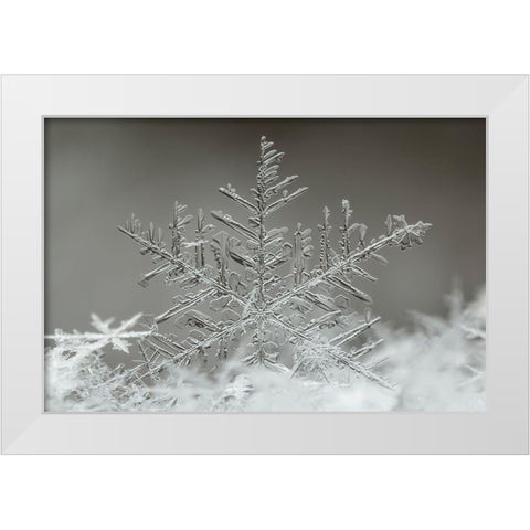 Snowflake White Modern Wood Framed Art Print by Naidandorj, Tsolmon