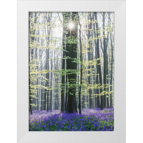 Sun Between Trees White Modern Wood Framed Art Print by Muqa, Burim