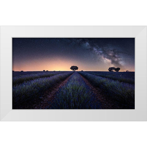 Lavender Fields White Modern Wood Framed Art Print by Ruiz Dueso, Jorge
