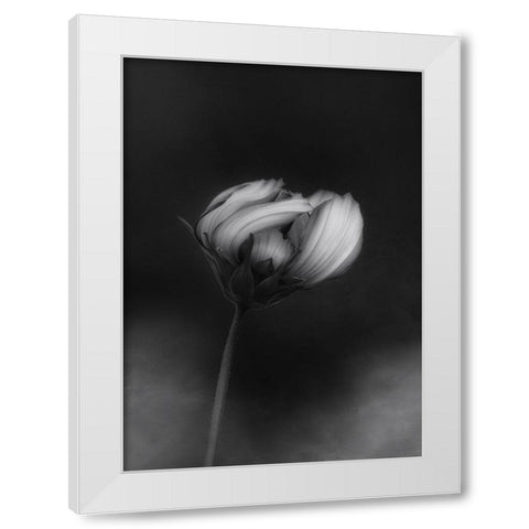 Cosmos White Modern Wood Framed Art Print by Gronkjar, Lotte