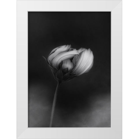 Cosmos White Modern Wood Framed Art Print by Gronkjar, Lotte