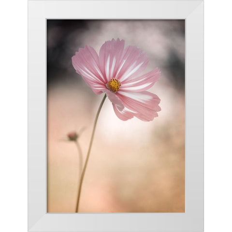 Cosmos White Modern Wood Framed Art Print by Gronkjar, Lotte