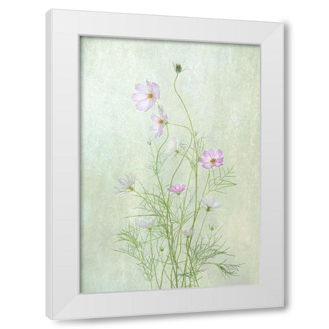 Cosmos White Modern Wood Framed Art Print by W., Catherine