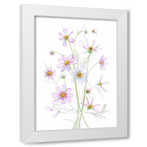 Cosmos White Modern Wood Framed Art Print by Zhou, Fangping