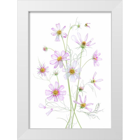 Cosmos White Modern Wood Framed Art Print by Zhou, Fangping