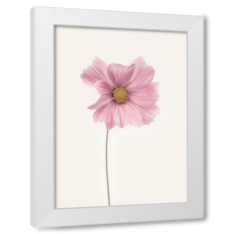 Cosmos Flower White Modern Wood Framed Art Print by Gronkjar, Lotte