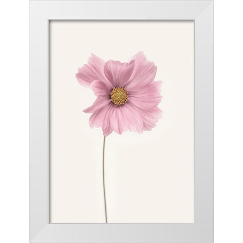 Cosmos Flower White Modern Wood Framed Art Print by Gronkjar, Lotte