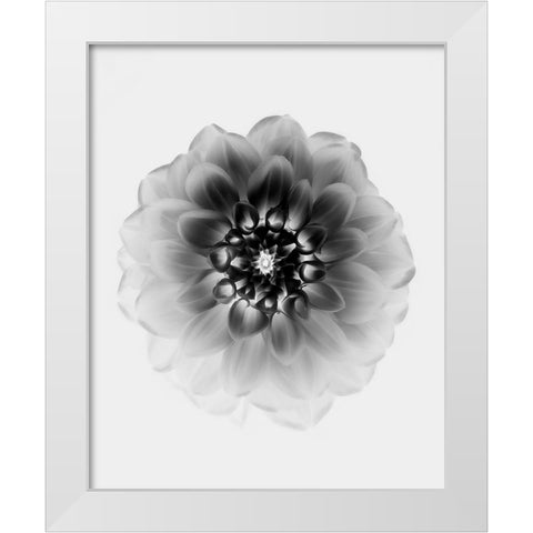 X-Ray White Modern Wood Framed Art Print by Zhao, Alex