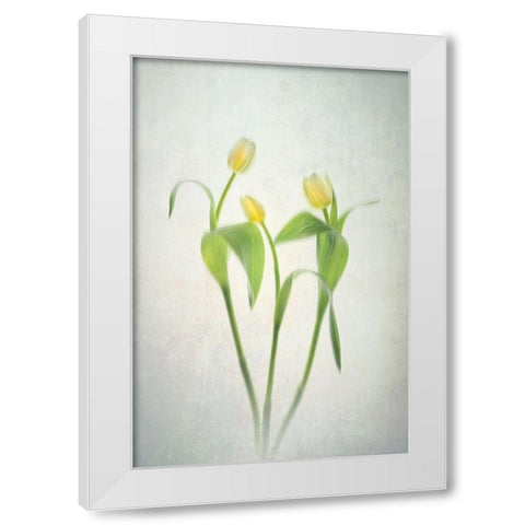 Yellow Tulips White Modern Wood Framed Art Print by Jacobs, Lydia