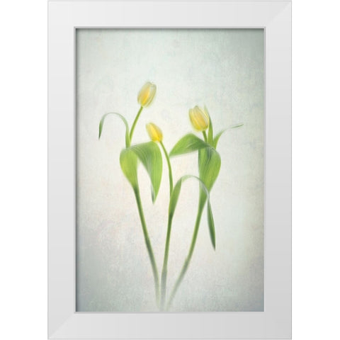 Yellow Tulips White Modern Wood Framed Art Print by Jacobs, Lydia