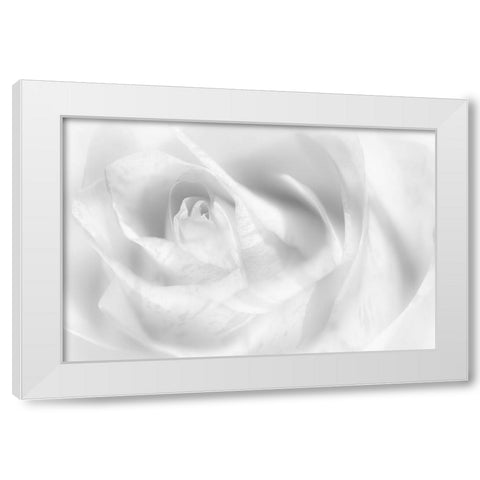 Hint Of A Rose White Modern Wood Framed Art Print by Pfeiffer, Peter